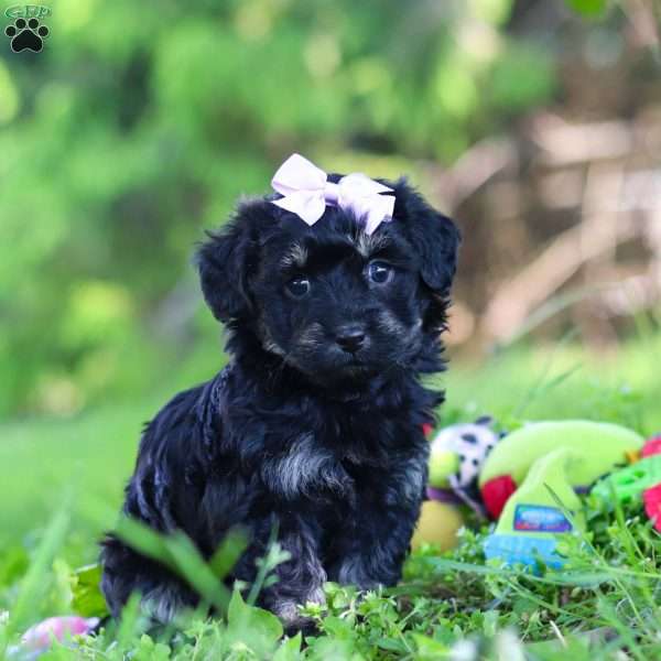Layla, Havapoo Puppy
